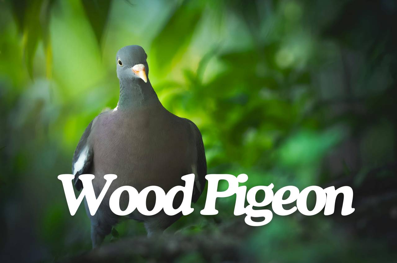 Bird Fact File: Wood Pigeon